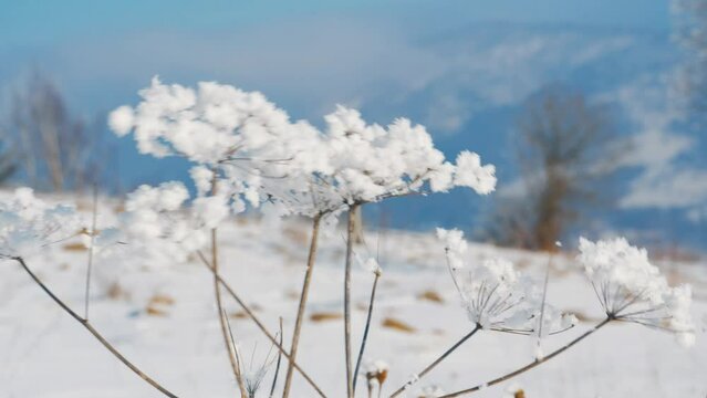 Snow-covered bushes in the gusts of winter wind. Shooting movies in 4K