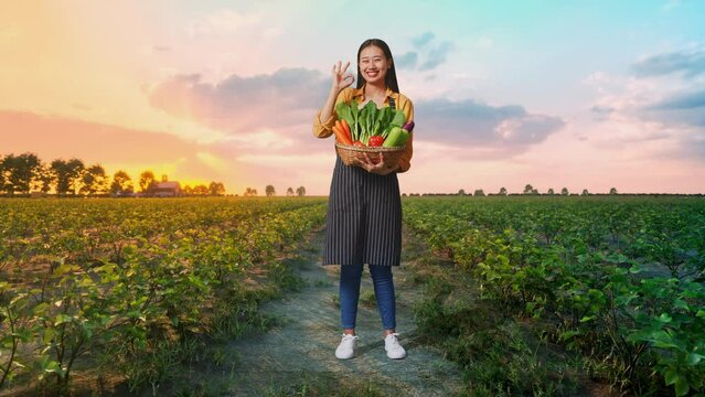 Full Body Of Asian Female Farmer With Vegetable Basket Showing Ok Gesture And Smiling While Standing In Field