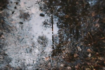 Reflections of trees in a puddle of wet soil in the forest in autumn. Natural nature depressive mood abstract background