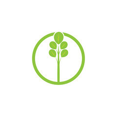 moringa leaf nature icon vector illustration template design