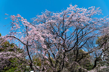 東京都文京区駒込にある枝垂れ桜の景色