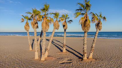 Idyllischer Strandparadies: Luftaufnahme eines leeren Strandes mit Palmen und Mittelmeer