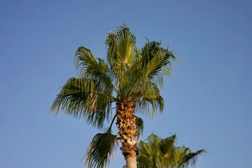 Fotobehang palm trees against blue sky © CB-Fotografie