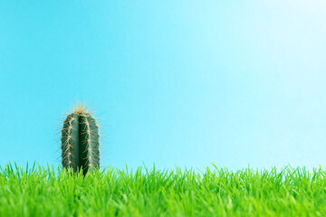 Small cactus on green grass. Minimal concept.