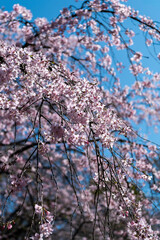 東京都文京区駒込にある枝垂れ桜の景色