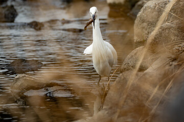 A little egret (Egretta garzetta) with a fish in its beak in the river in the early morning.