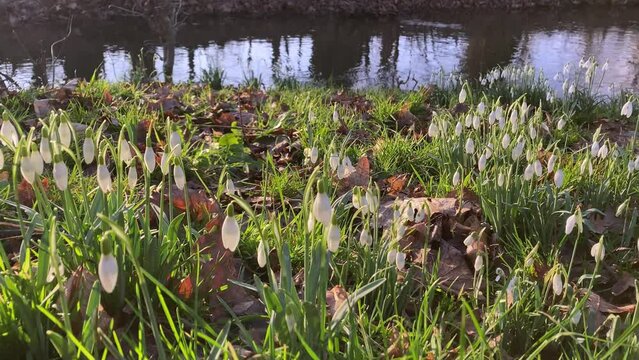 Snowdrop flowers in a meadow near a small river