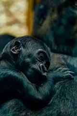 junger Gorilla auf dem Bauch seiner Mutter