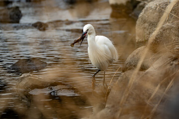 A little egret (Egretta garzetta) with a fish in its beak in the river in the early morning.