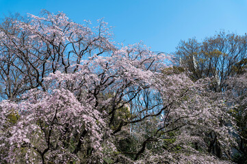 東京都文京区駒込にある枝垂れ桜の景色