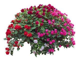 Tropical plant bush shrub red pink flower green tree isolated on white background. This has clipping path.