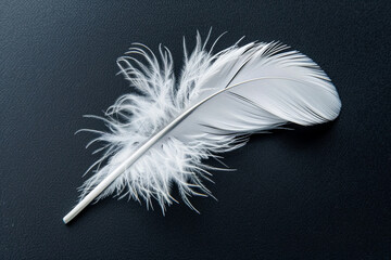 White feather isolated on black background
