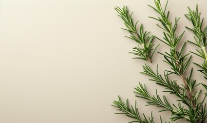 An image of a freshly picked rosemary sprig its needle-like leaves and woody stem set against a bright