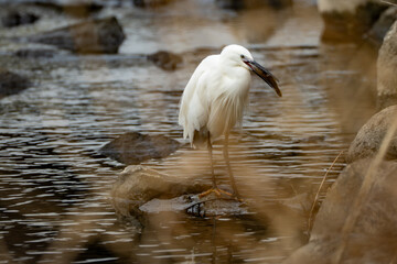 A little egret (Egretta garzetta) with a fish in its beak in the river in the early morning.
