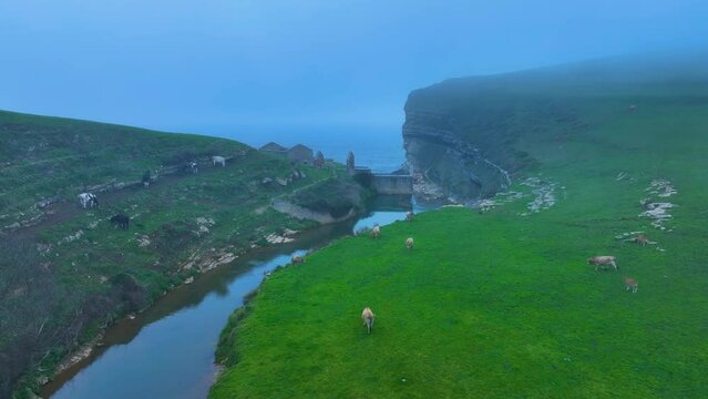 Cows grazing on the cliffs of El Bolao between C&oacute;breces and To&ntilde;anes. Aerial view from a drone. Alfoz de Loredo Municipality. Cantabrian Sea. Cantabria. Spain. Europe