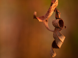 close up of a branch of a tree with a bunch of cones