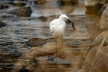 A little egret (Egretta garzetta) with a fish in its beak in the river in the early morning.