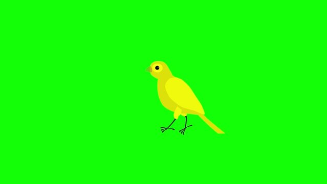 cartoon animation of   little yellow bird pecking
