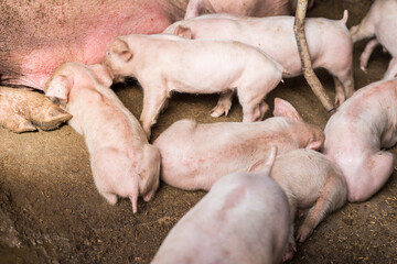 Traditional pig group in livestock farm - 772245253