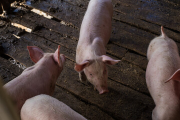 Traditional pig group in livestock farm - 772245895