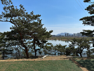 소나무와 강이 보이는 풍경