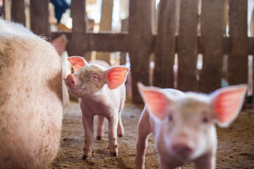 Traditional pig group in livestock farm - 772246815