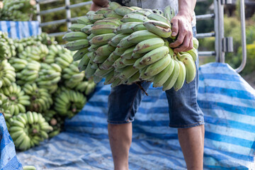 Selective focus green bananas being loaded onto trucks. Many bananas from the orchards are sent to...