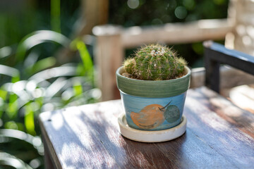 Miniature cactus in a pot placed on a wooden table. nature background There is space for text.
