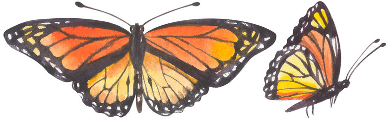 Monarch Butterfly. Watercolor hand drawing painted illustration.