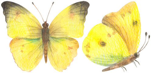 Mimosa Yellow Sulphur Butterfly. Watercolor hand drawing painted illustration.