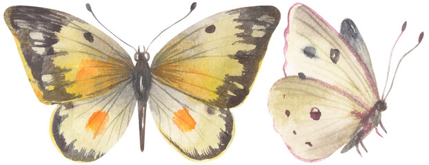 Orange Sulphur Butterfly. Watercolor hand drawing painted illustration.