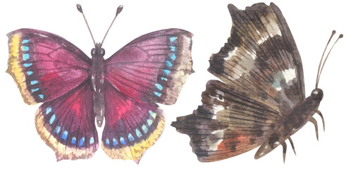 Mourning Cloak Butterfly. Watercolor hand drawing painted illustration.
