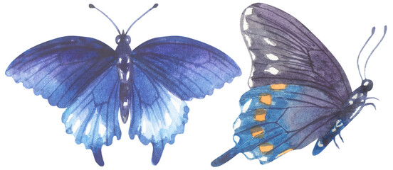 Pipevine Swallowtail Butterfly. Watercolor hand drawing painted illustration.