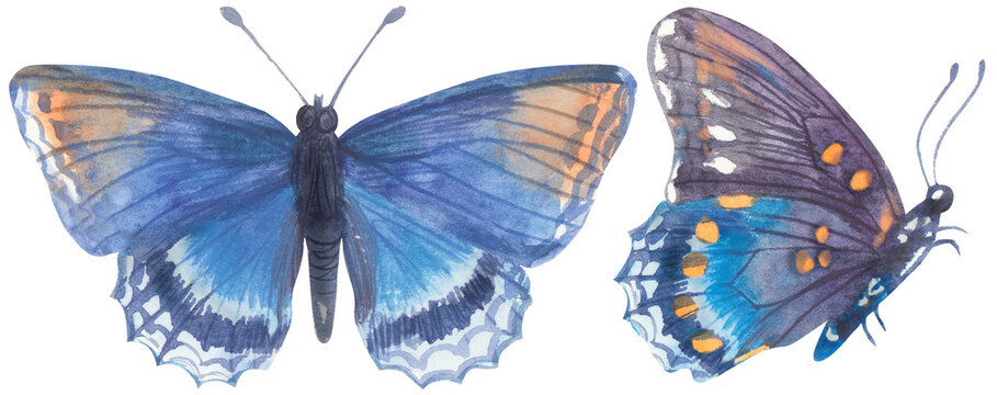 Red-spotted Purple Admiral Butterfly. Watercolor hand drawing painted illustration.