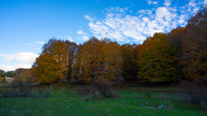 autumn in the forest