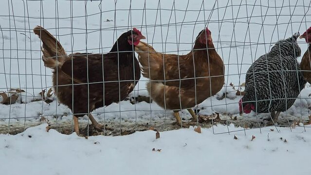 Close up of hens pecking soil through layer of snow as animals walking through metal wire tunnel connected with chicken coop and outdoor enclosure as animals being raised through winter season.