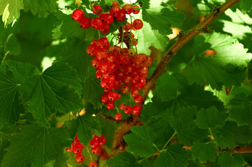 Red currant berries on a branch with green leaves