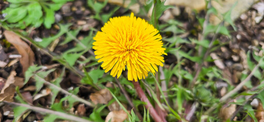 Beautiful spring dandelion flowers