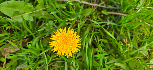 Beautiful spring dandelion flowers