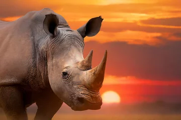 Foto op Canvas A rhino in the savannah at sunset. © Dragan
