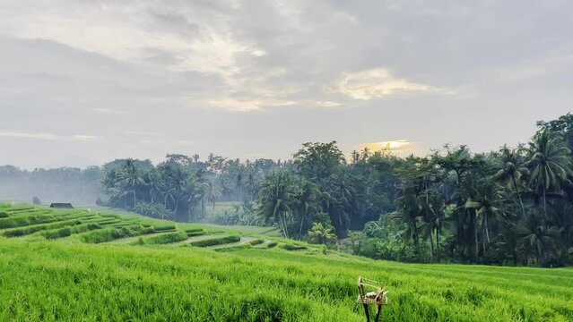 beautifull rice terrace landscape in the morning