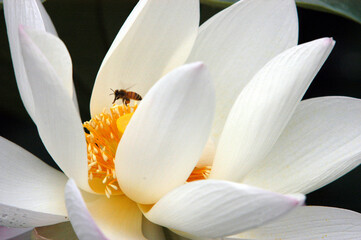 White lotus blooms in summer