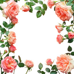 Pink roses frame on transparent bg Floral rectangle art design