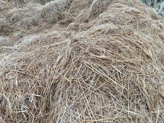 hay in the field