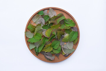 Patchouli leaf oil ingredient on white background isolated	
