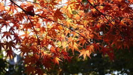京都の紅葉