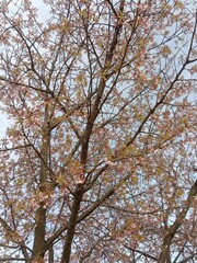 the tree of sakura flowers in summer japan