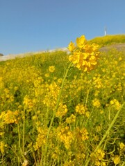 Obraz premium field of rapeseed yellow flowers tulips