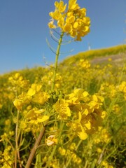 Fototapeta premium field of yellow flowers