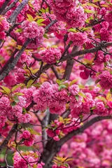 Tuinposter Breathtaking Focus on Kwanza Cherry Tree in Full Bloom- A Testament of Proper Tree Care © Joe